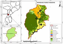 Image result for Inhambanella henriquesii