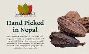 Amazon Com Burma Spice Black Cardamom Pods Whole Dried Cardamom Pods Spices For South Asian And Indian Cooking Smoky Flavor Ideal As Mulling Spices Allergen Free Cardamom Pods Airtight Fresh Seal Grocery Badi elaichi/बडी इलायची/amomum subulatum/greater cardamom/vrihat ela. burma spice black cardamom pods whole dried cardamom pods spices for south asian and indian cooking smoky flavor ideal as mulling spices