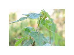 Image result for Sparrmannia ricinocarpa