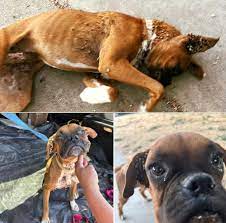 We - Boxer puppy collapses in front of man's driveway - when he looks closer at the fur, he spots something horrific... | Facebook