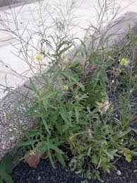 Image result for Sisymbrium