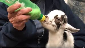 Try Baby Goat Yoga This Weekend At Longmeadow Rescue Ranch Arts Blog