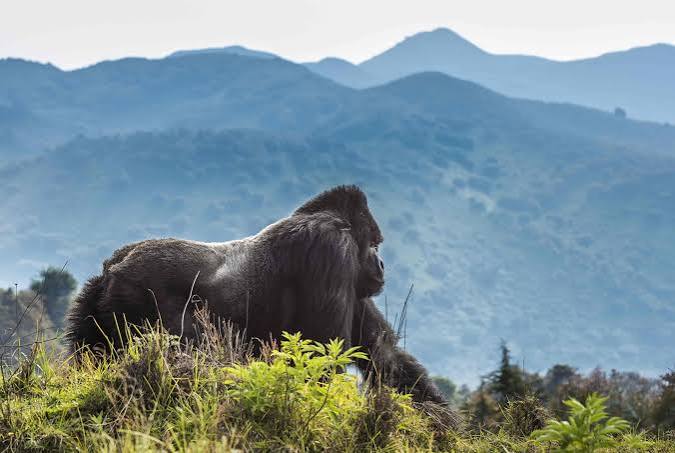 3 Days Gorilla Trekking Express