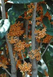 Osmanthus gracilinervis l.c.chia ex r.l.lu (1989) osmanthus hainanensis p.s.green (1958) osmanthus henryi p.s.green (1958) osmanthus heterophyllus (g.don) p.s.green (1958), originaire du japon et. Osmanthus Fragrans Var Aurantiacus Piedmont Carolina