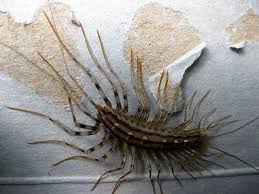 What Are Those Terrifying Centipede Like Things Oupblog