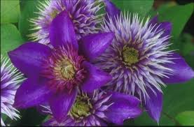 Check spelling or type a new query. Multi Blue Clematis Double Flowering In 2021 Blue Clematis Clematis Purple Garden