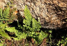 Image result for Mohria vestita