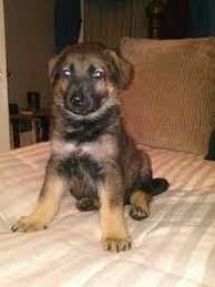 Favorite this post jul 13 schnauzer. Pin On Puppies