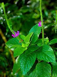 Image result for Stachytarpheta