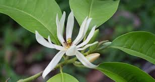 Honeysuckles include both vines and shrubs. 10 Shrubs That Smell As Good As They Look My Garden Life