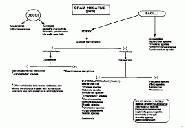 identification of bacteria flow chart edwardsiella tarda