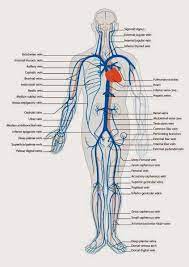 Sistem Peredaran Darah Manusia Pembuluh Darah Arteri Dan Vena Arteries Anatomy Vascular Ultrasound Circulatory System