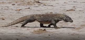 Komodo ditemukan oleh peneliti barat th. Pariwisata Komodo Lebih Dari Sekadar Biawak Cifor Forests News