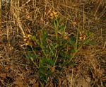 Image result for Eriosema pauciflorum