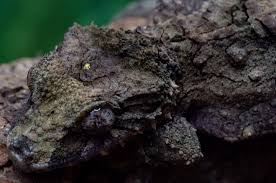 Image result for Urochloa brevispicata