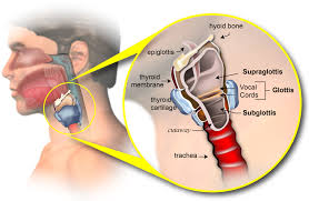 It's a tube about 2 inches (5cm) long in adults. Larynx Cancer Oncoxpert
