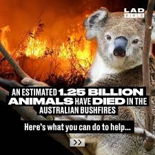 Ladbible On Instagram The Latest Figures From University Of New South Wales Ecologist Chris Dickman And The World Wild In 2020 New South Wales Koala Bear Heartbreak