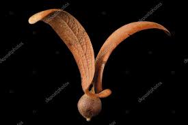 Image result for Dipterocarpaceae