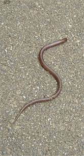 Worm Or Snake Nature Watch