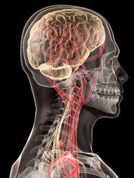 It does this by slowing down how much dopamine is reabsorbed back into the neural network. New Study Supports Link Between Adhd And Traumatic Brain Injury