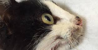 Bilecik Te Vurulan Kedi Eskisehir De Oldu