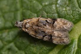 Image result for Altenia scriptella