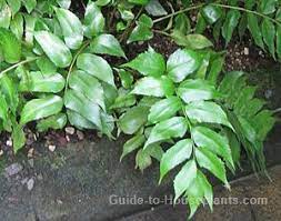Fedex direct to your home · healthy, mature plants · free shipping over $99. Japanese Holly Fern Care Tips Grow Cyrtomium Falcatum Indoors