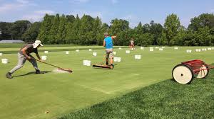 I would leave the plugs to break down then follow up with sand top dressing after theyre gone. Benefits Of Light And Frequent Topdressing