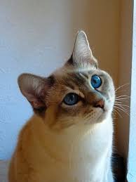 I Adore Lynx Point Siamese Amaaaaazing Personalities Gorgeous Coloring 3 Siamese Cats Cute Cats Beautiful Cats