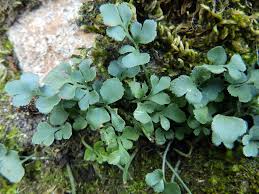 Image result for Asplenium rukararense