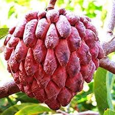 Image result for Annona