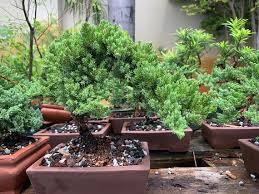 A juniper by bonsai sensei masahiko kimura. Outdoor Gardening Home Living Juniper Bonsai Tree Bonsai Gift Wedding Favors