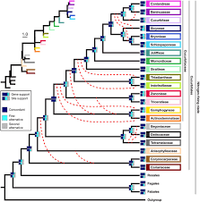 Image result for Bambekea racemosa