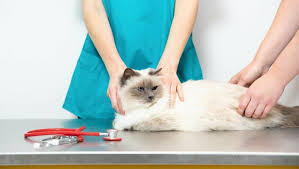 Cat skin conditions are common and may cause itching, scratching, licking, or hair loss. Cat Skin Conditions Problems Purina