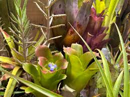 Image result for Struthiola montana