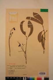 Image result for Lepisanthes senegalensis