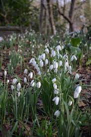 Snowdrops In The New Forest Bulb Flowers Lily Of The Valley New Forest