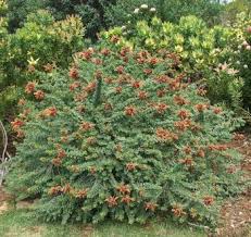 Image result for Sabicea orientalis