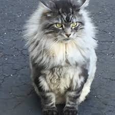 Graro Maine Coons
