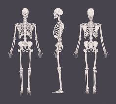 For more anatomy content please follow us and visit our website: Free Vector Human Skeleton With Names Of Body Parts