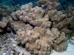 Image result for Sarcophrynium brachystachyum