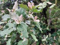 Image result for Brachylaena discolor