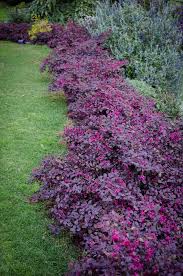 Check out our flowering shrubs selection for the very best in unique or custom, handmade pieces from our outdoor & gardening shops. Loropetalum Plum Gorgeous