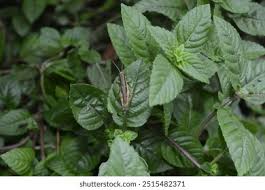 Image result for Platostoma