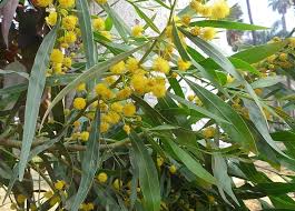 Image result for Acacia goetzei