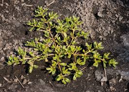 Image result for Sesuvium