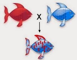 Alleles aren't always fully dominant or recessive to one another, but may instead display codominance or incomplete dominance. Codominance Biology Notes For Igcse 2014