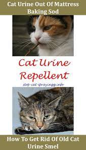 Since vinegar is very acidic it helps offset and neutralizes the bacteria that forms in dried urine stains that create that horrible smell. Understanding Your Cat S Behavior Cat Spray Cat Pee Smell Male Cat Spraying
