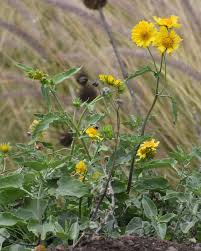 Image result for Verbesina encelioides