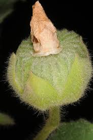 Image result for Abutilon hirtum